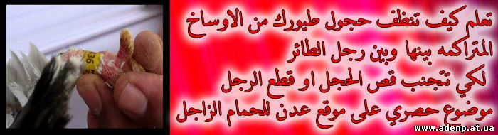 تعلم كيف تنظف حجول طيورك من الاوساخ المتراكمه بينها وبين رجل الطائر لكي